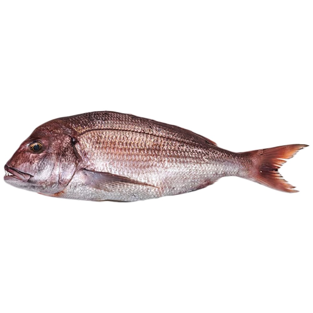 Dorade* Denton W/R 600-800 gr. 10 kg.