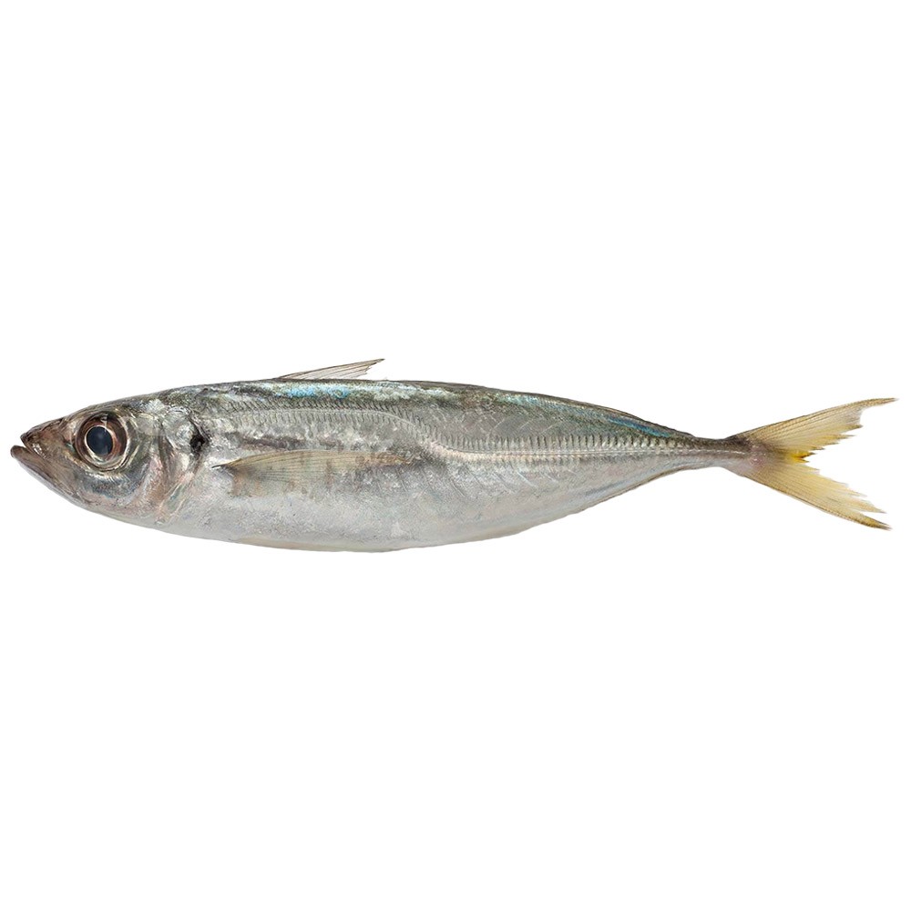 Horsemackerel* 400+ gr. Norway Global W/R 20 kg.