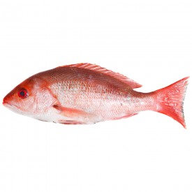 Red* Snapper - Pangas W/R 300-500 1 x 10 kg.