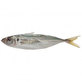Horsemackerel* 300/500 gr. ES. W/R 20 kg.