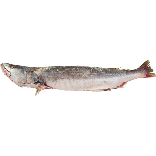 Kandratikie*/ Capitain / Seatrout - G 450/900 gr. 10 kg.