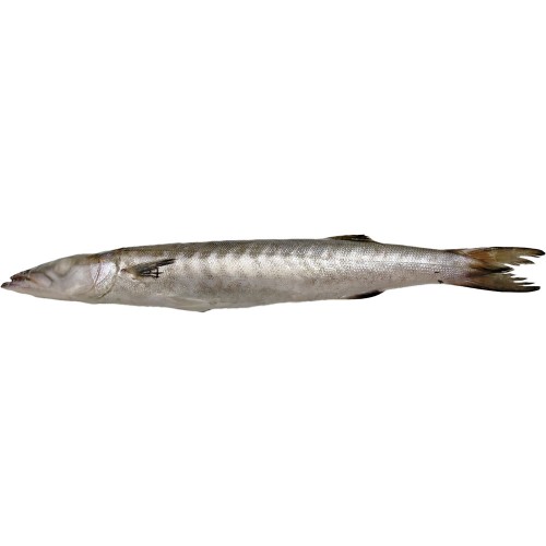 Baracuda* Fresh Frozen 2000-3000 gr. 10 kg.