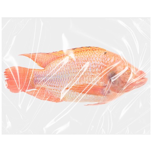 Tilapia* Red - Bigi Mama 500/800 G/S IWP 1 x 4 kg.