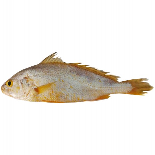 Yellow* Croaker G/S 500/1000 gr. Bags 5 x 2 kg.