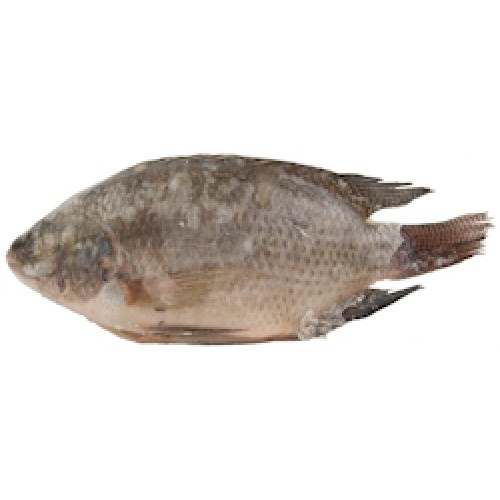 Tilapia* Black - Ultimate Taste 800+ G/S IWP 1 x 4 kg.