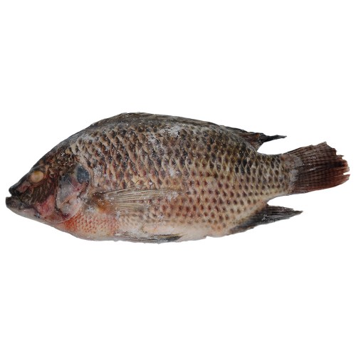 Tilapia* Black - 500/800 G/S IWP 1 x 4 kg.