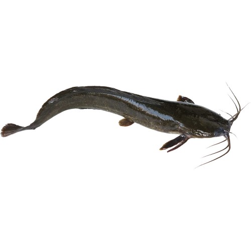 Catfish* Ngolo Black Gutted - 800/1000 gr. 4 kg.