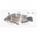 Tilapia* Black - Bigi Mama 500/800 G/S IWP 1 x 4 kg.
