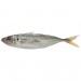 Horsemackerel* 300/500 gr. IE. W/R - Blue Carton 20 kg.